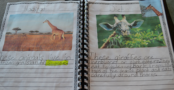 Animal report 5_WEB