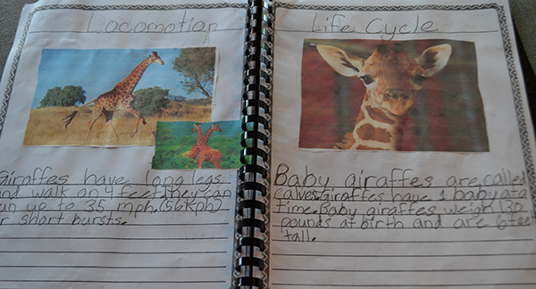 Animal report 6_WEB