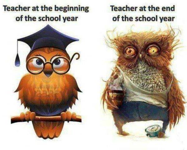 Beginning--end of year owl