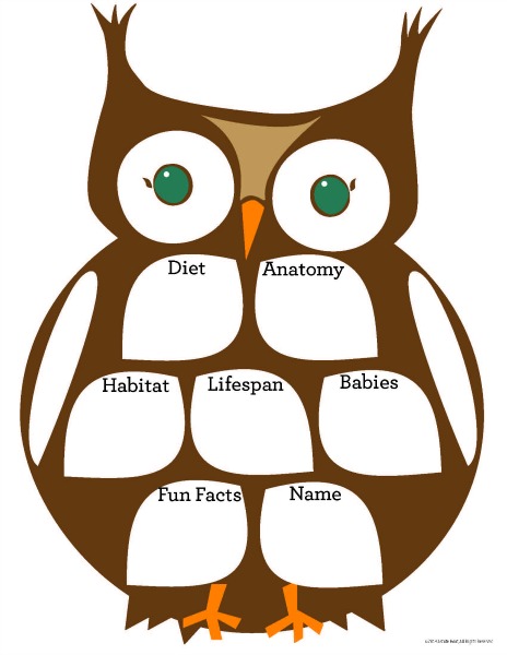 Owl graphic organizer