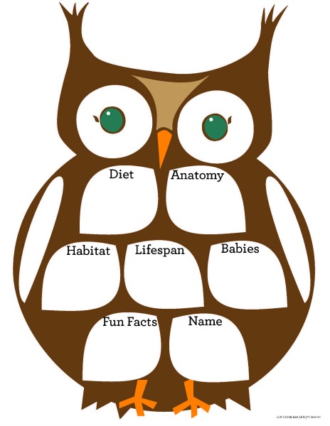 Owl graphic organizer