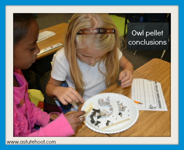Owl pellet conclusions