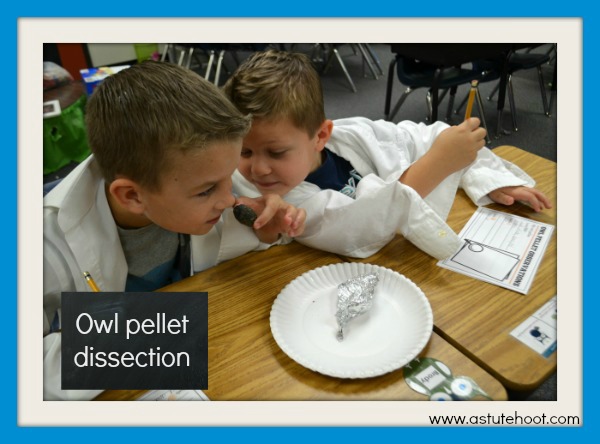 Owl pellet dissection 1