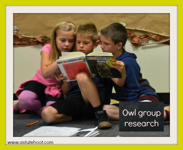 Owl research 1