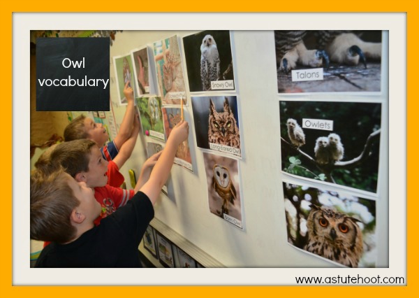 Owl vocabulary